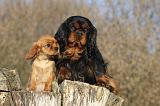 CAVALIER KING CHARLES 393